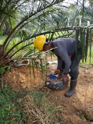 aasf (Small)